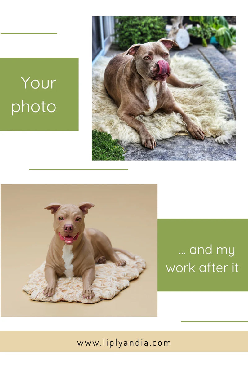 American Pit Bull Terrier