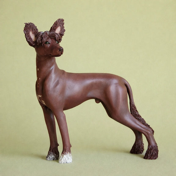 Chinese Crested and Powder Puff Dog