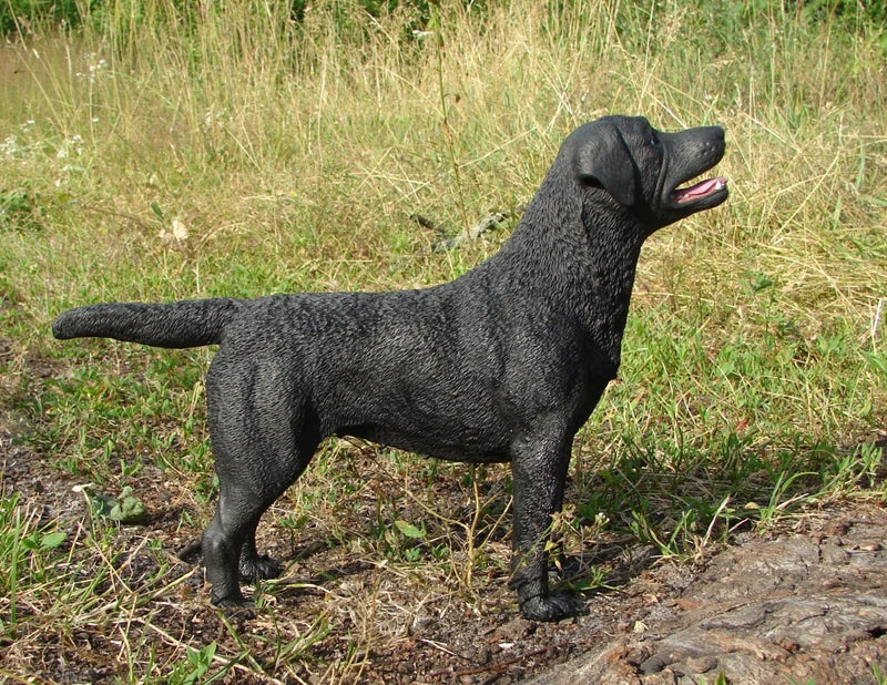 Labrador