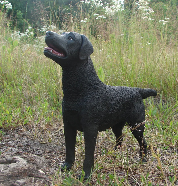 Labrador