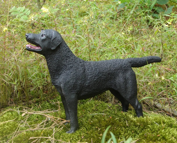 Labrador