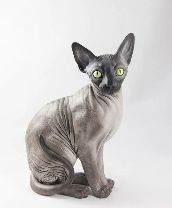 Sphynx Cat